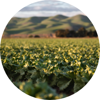 chemular_ai_nicotine_img chemular_ai_nicotine_img